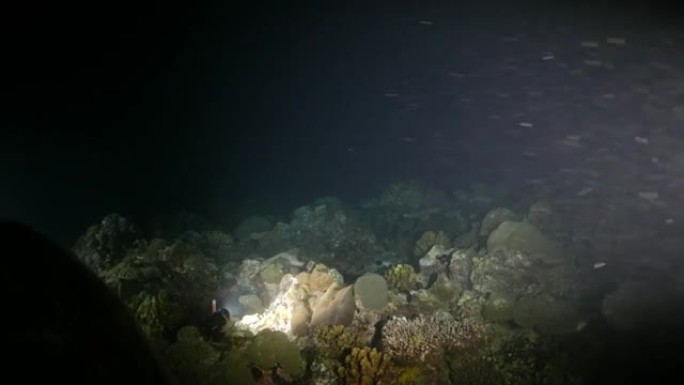 夜间珊瑚海的水肺潜水