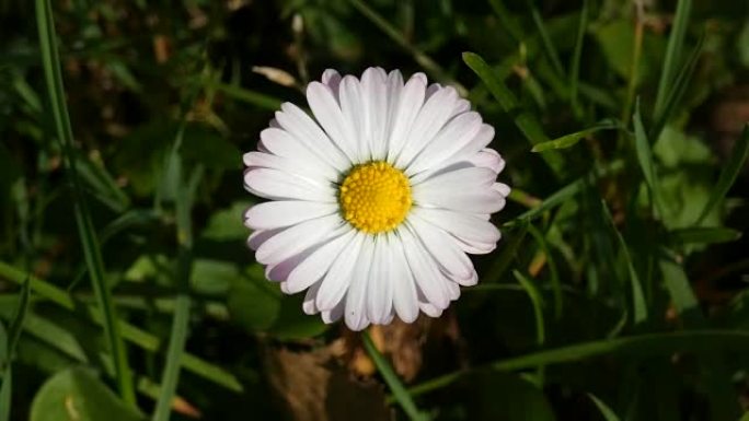 雏菊 (贝利斯) 花在风中摇摆