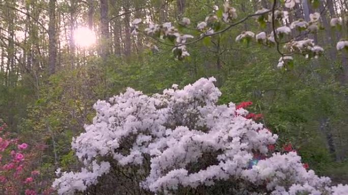 白色，粉红色和红色的杜鹃花，在森林环境中带有透镜耀斑