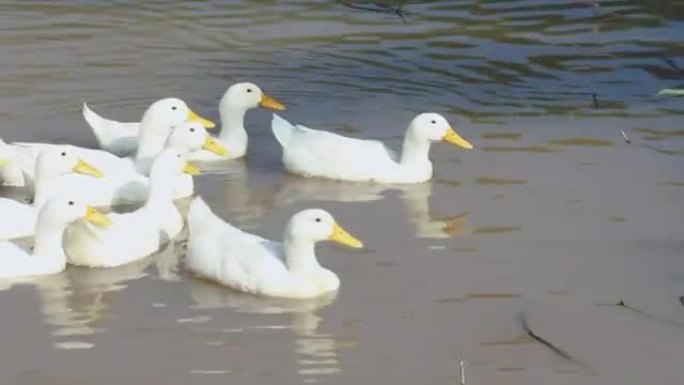 一群在运河里游泳的白鸭。夏日白天在户外。
