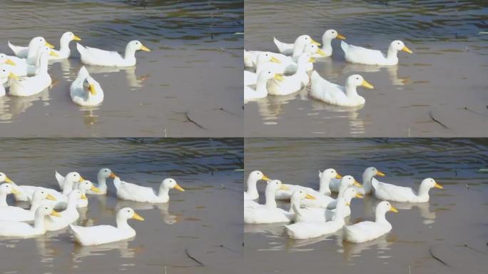 一群在运河里游泳的白鸭。夏日白天在户外。