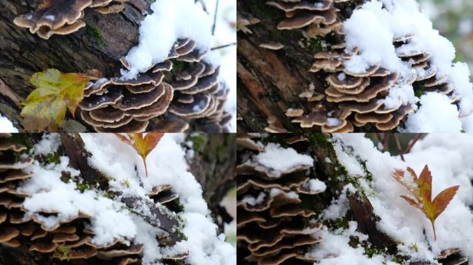 树干上的多孔蘑菇