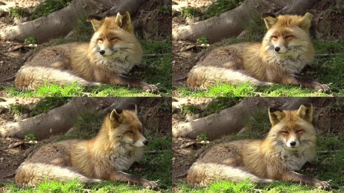 草原-比利牛斯山脉的普通狐狸