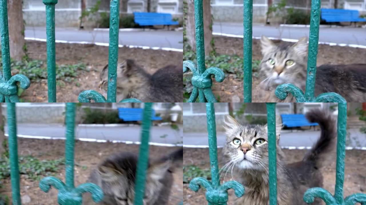 流浪灰猫在公园围墙外散步飞舞