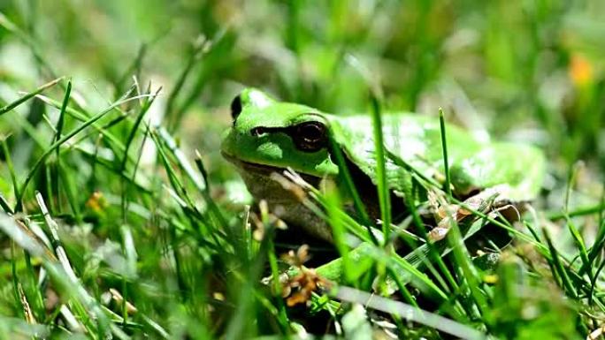 绿色欧洲树蛙