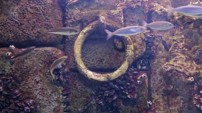 水下锚背景淹没旧码头石墙鱼-软体动物附着纹理