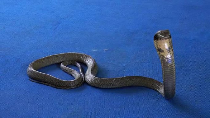 地毯上的眼镜王蛇-蛇展