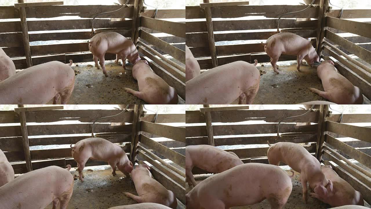 4k的猪在涉水进入钢笔内的泥坑时从盆中进食