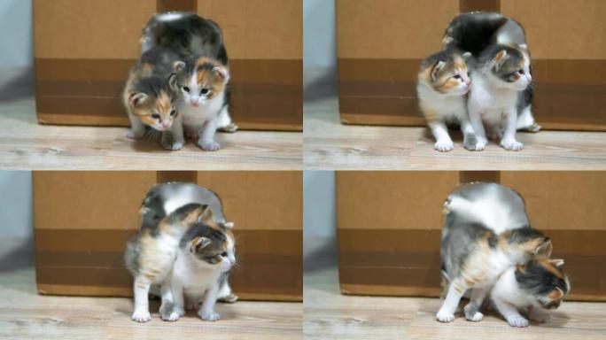 小猫跌倒了。猫舔小猫。房子里的小猫和猫的纸板迈出了第一步。可爱的三色小猫。概念宠物小猫咪生活方式
