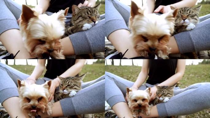 猫和狗。约克夏犬坐在猫旁边