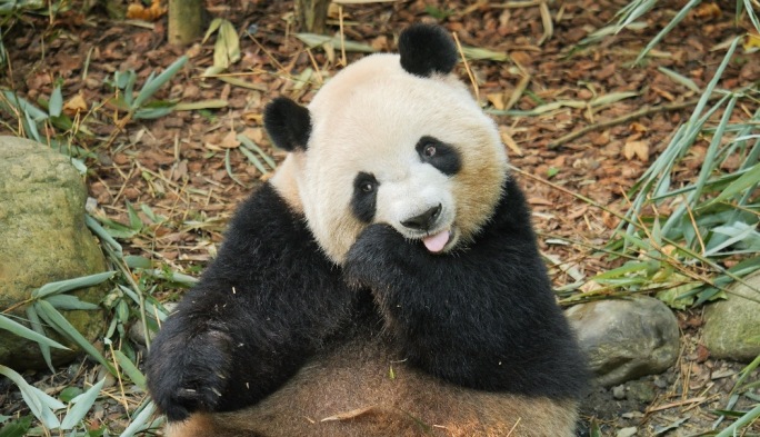 清晨熊猫谷的熊猫正在吃早餐