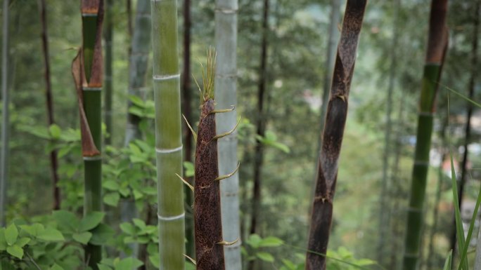 大自然里的竹林生长竹笋