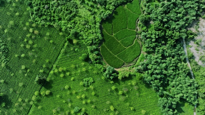 广东省英德市红茶园航拍大片风景素材九