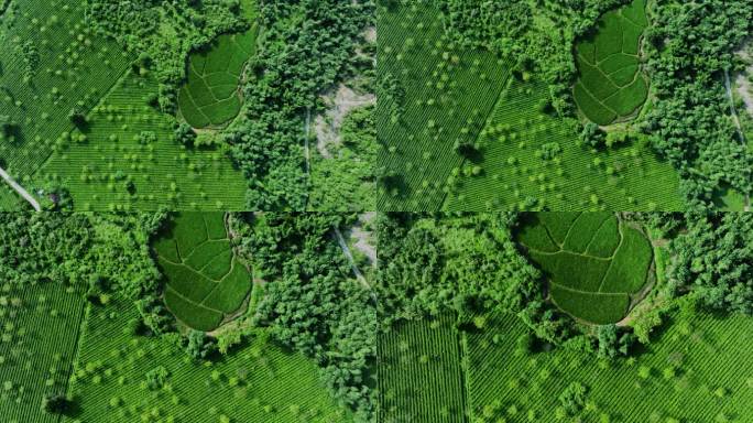 广东省英德市红茶园航拍大片风景素材九