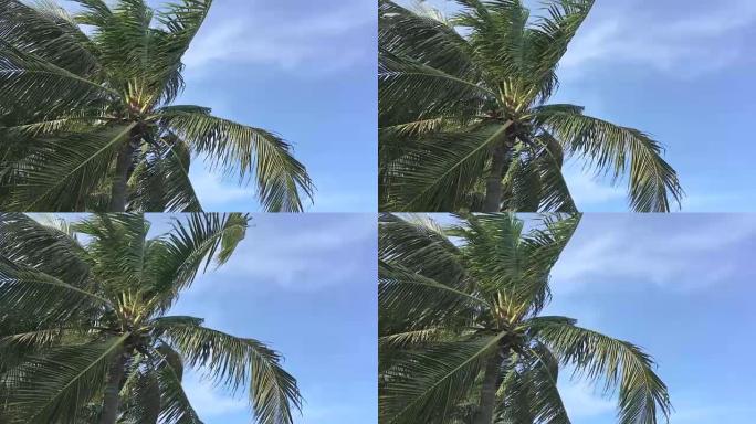多风，一棵椰子树的顶部，天空美丽。