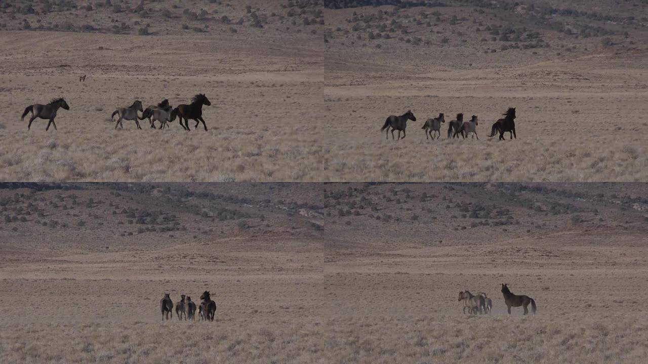 犹他沙漠中的野马
