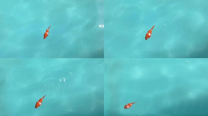 小鱼玩具发条水