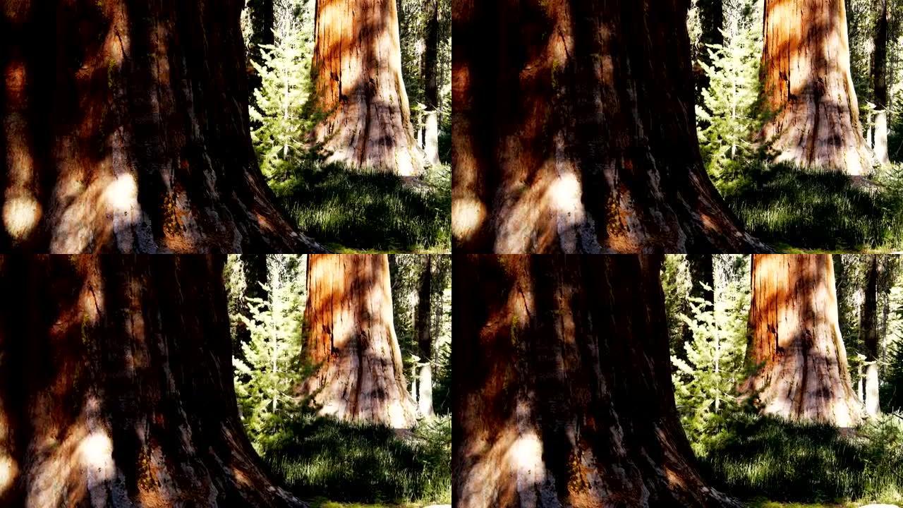巨型红杉树