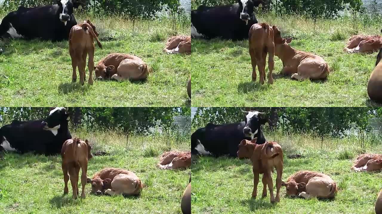 牧场上的两头幼牛