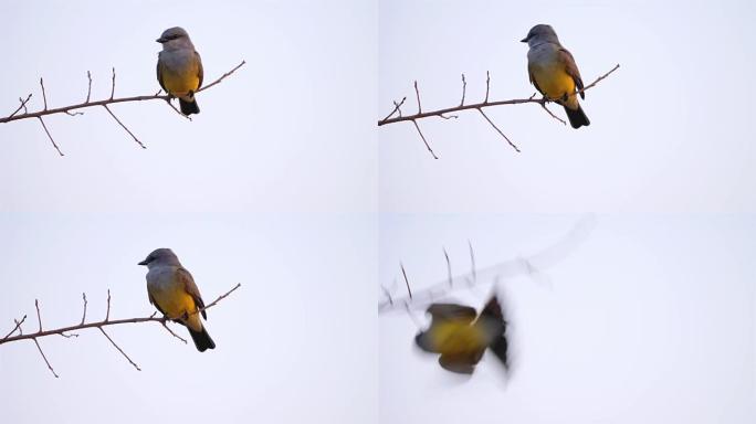 西部金鸟