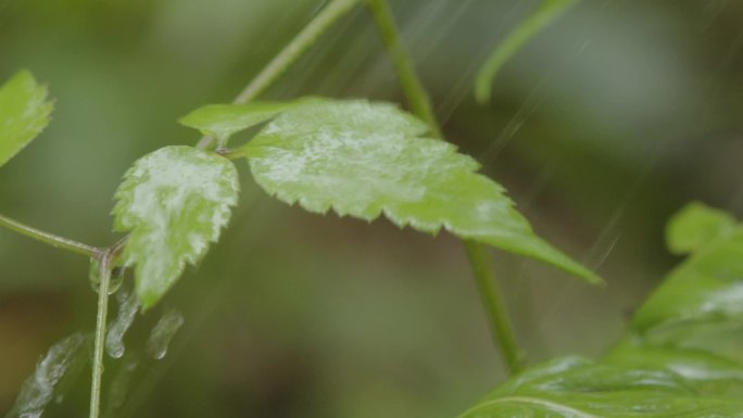 雨滴、雨季到来，植物吸收养分