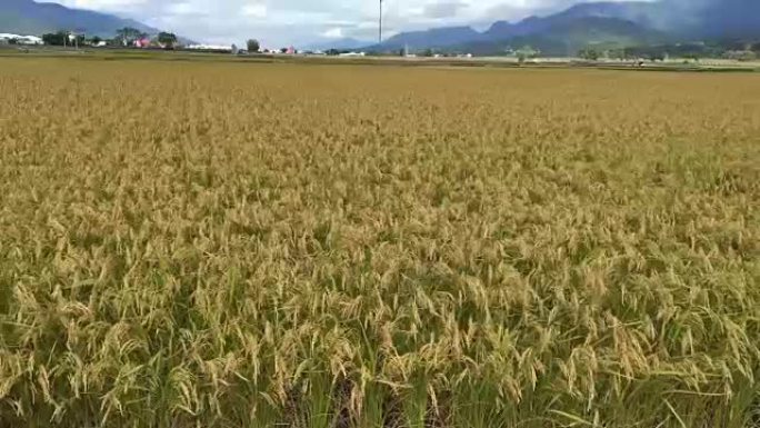 台湾台东的稻田