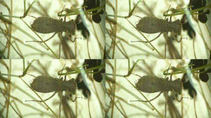 蜻蜓的幼虫，显微镜下的飞行加法器