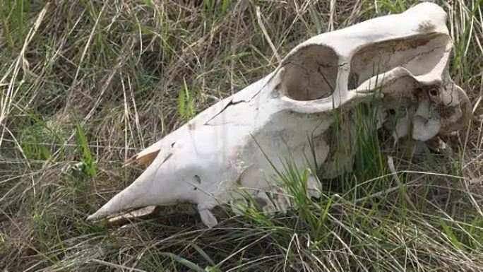 草地上大型动物的头骨