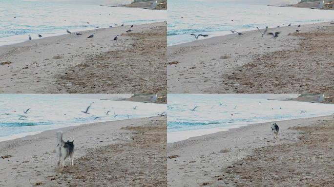 狗害怕海滩上的海鸥