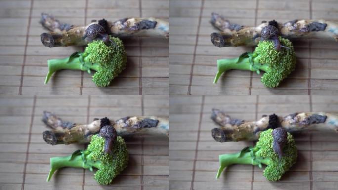 蜗牛爬过树干和绿色西兰花，可爱的动物，电影背景