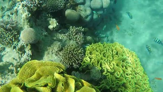珊瑚鱼军士长在珊瑚礁上的海绵周围游泳