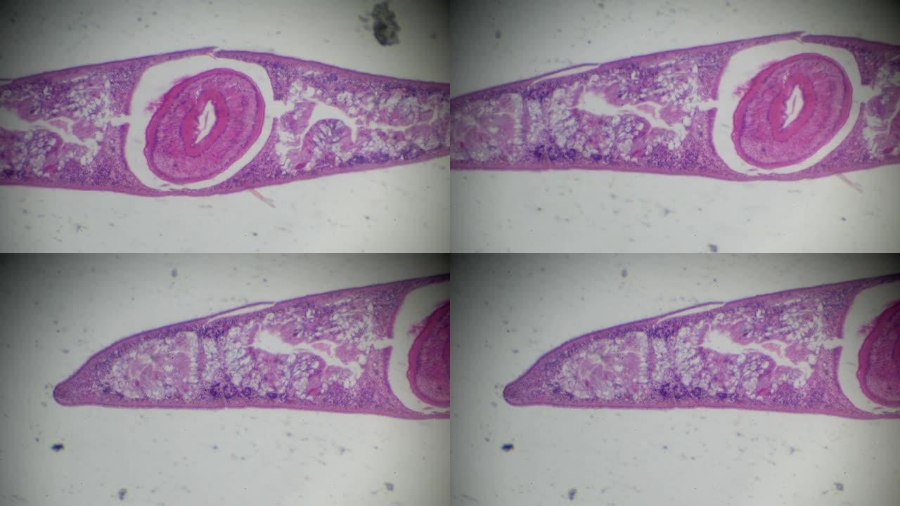 光学显微镜下的涡虫横截面