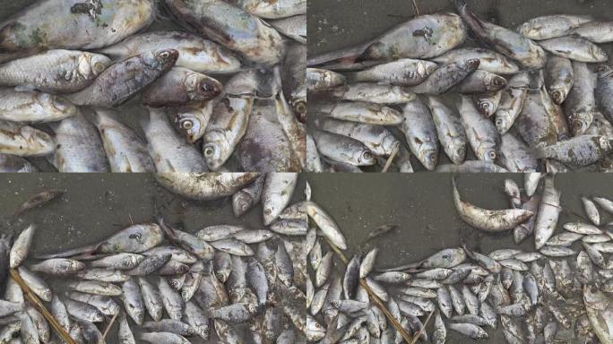在受污染的水中中毒的死鱼