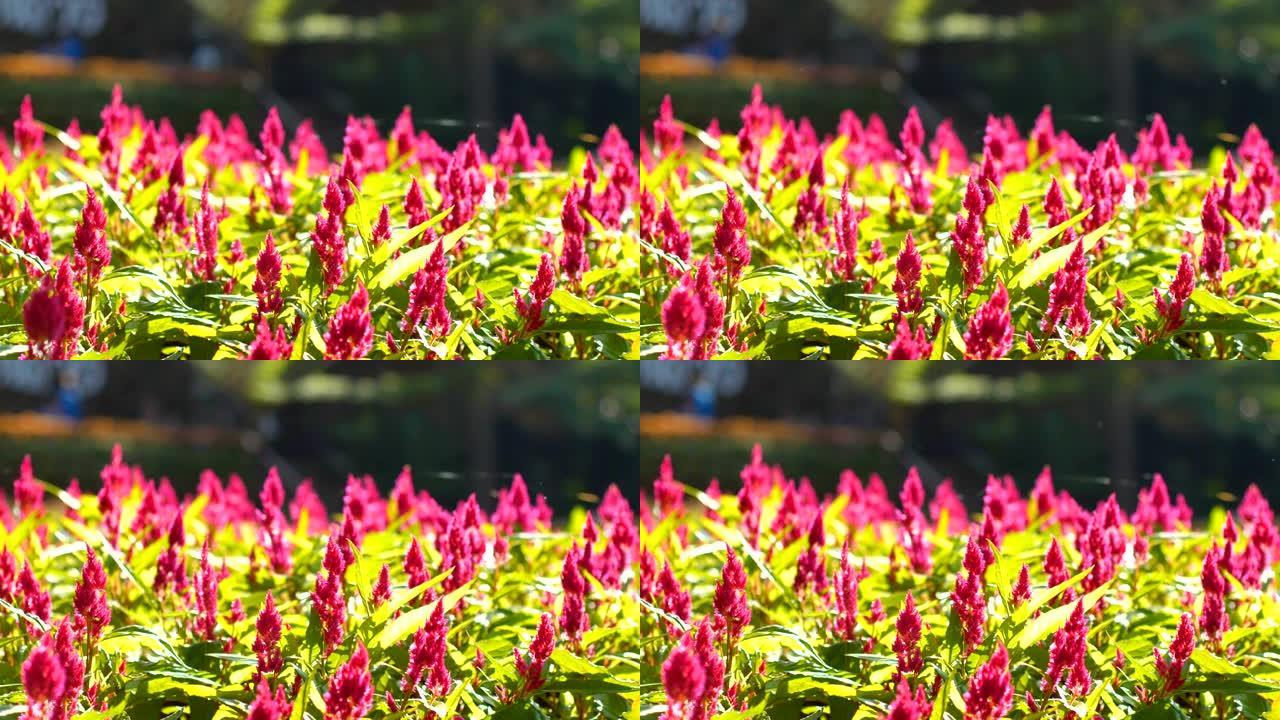 多莉拍摄红色鸡冠花，Celosia Argentea花