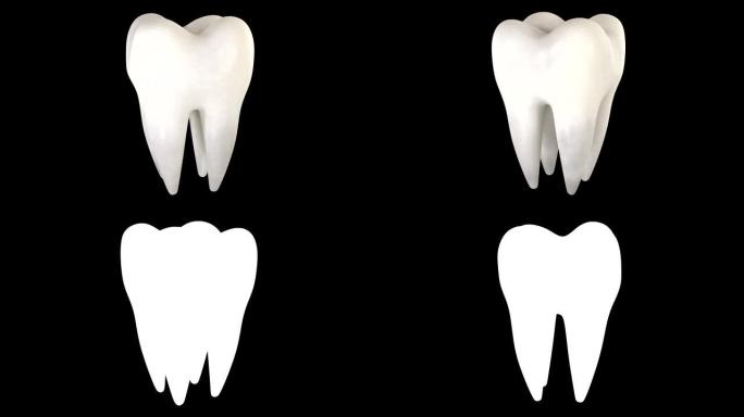 带有alpha的牙齿的3D动画