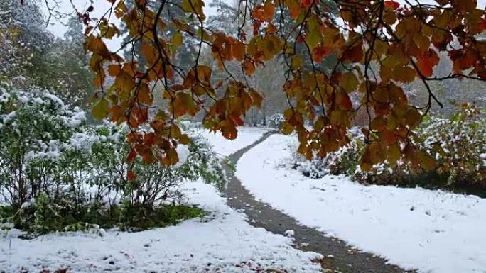 西伯利亚秋末冬初大雪下的山楂树红叶公园