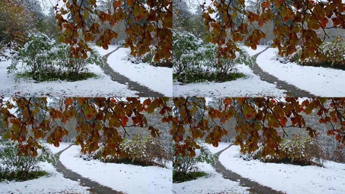 西伯利亚秋末冬初大雪下的山楂树红叶公园