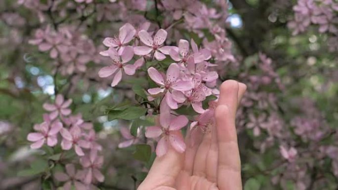 女孩的手抚摸和爱抚树上盛开的粉红色花朵