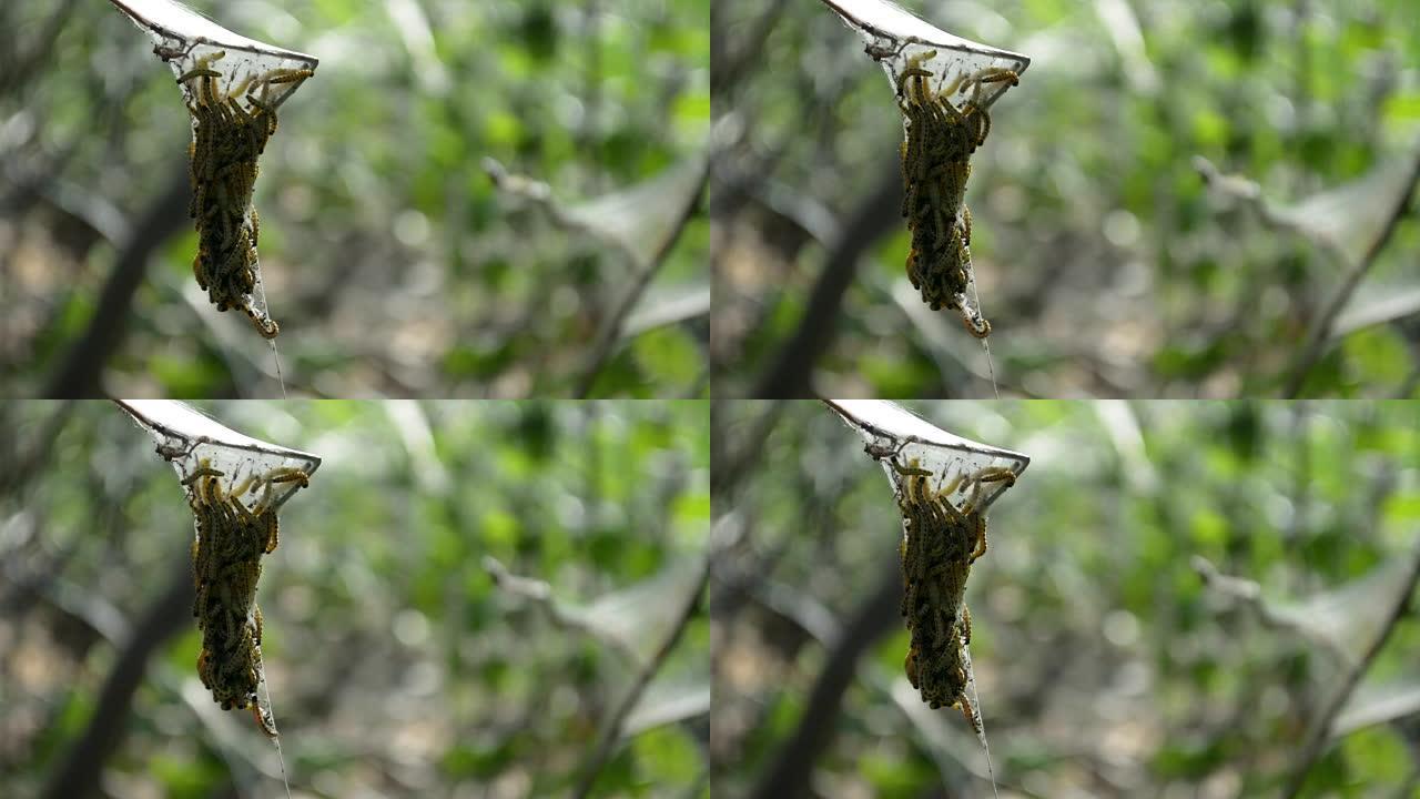 鸟-樱桃蛾幼虫蝴蝶蠕虫在树上的大网袋中特写