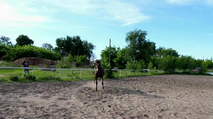夏天，在户外，美丽的纯种棕色种马，鸟舍里的马傻瓜，在训练沙场上，在农场上。马跳，跑，和他的骑师，朋友
