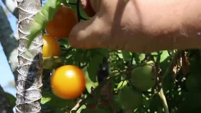 采摘成熟的传家宝橙色西红柿