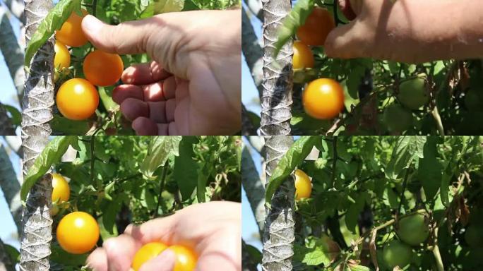 采摘成熟的传家宝橙色西红柿