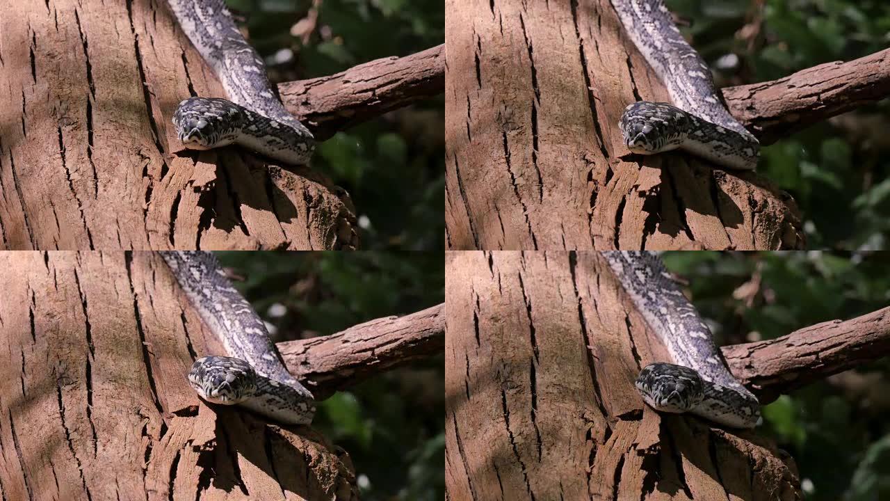 雨林钻石蟒蛇中的野蛇爬行动物