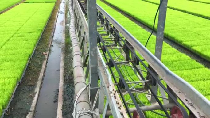 现代稻田农业喷灌浇灌智慧自动喷淋水节水灌