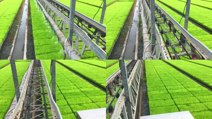 现代稻田农业喷灌浇灌智慧自动喷淋水节水灌