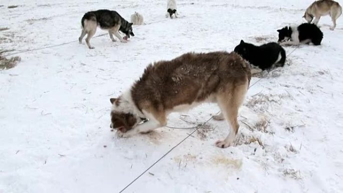 雪橇犬队雪橇犬爱斯基摩人哈斯基在北极吃北极的肉。