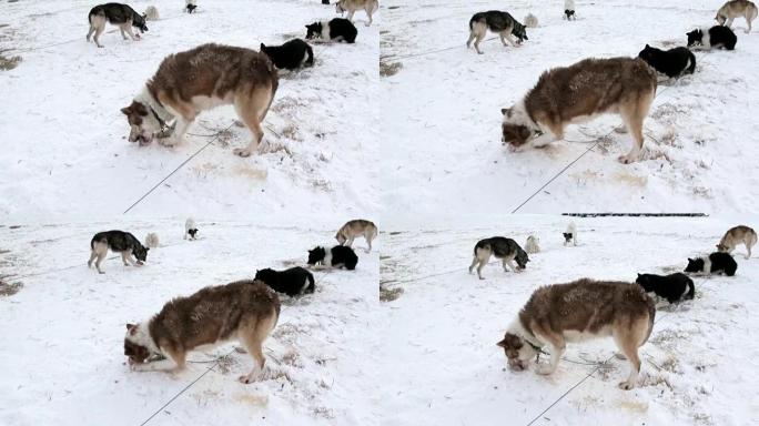雪橇犬队雪橇犬爱斯基摩人哈斯基在北极吃北极的肉。