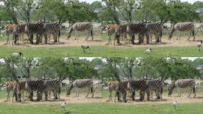 动物世界，斑马