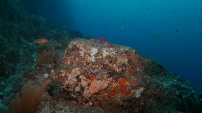 珊瑚礁中的Anthias鱼类教育