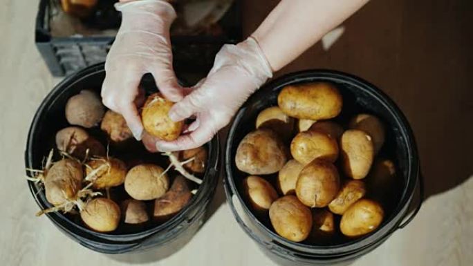 顶视图: 女人从土豆中取出豆芽